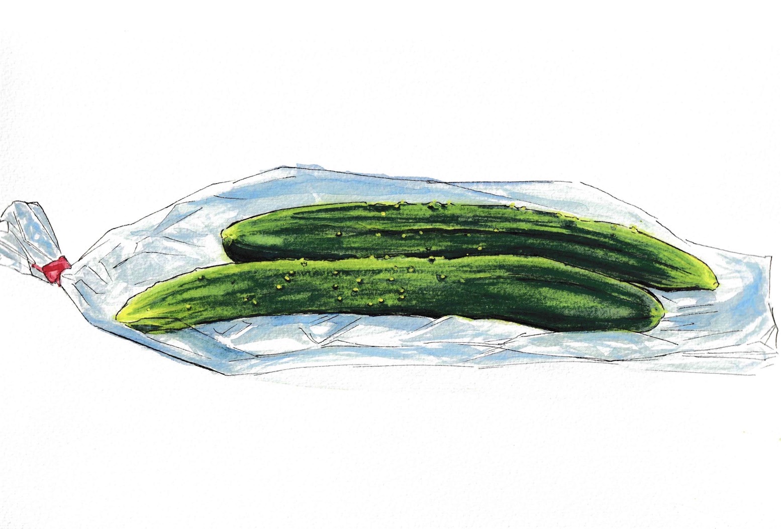 watercolor_cucumber