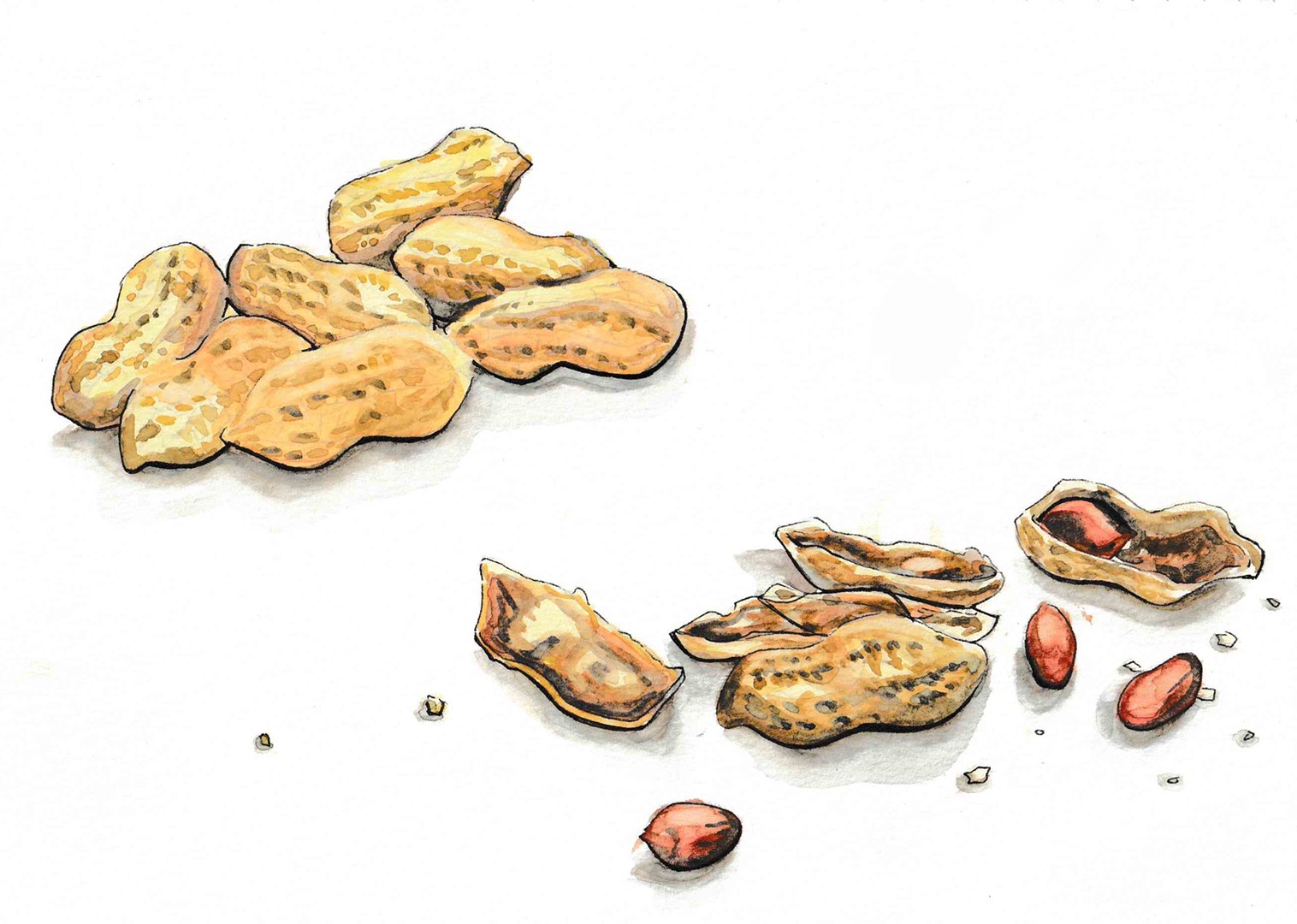 watercolor_peanuts